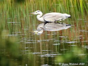 Harmaahaikara Kemi, tuhka-allas 11.8.2020 Seppo Mäkitalo